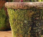 
                        
                            How to antique and grow moss pots (Tutorial)
                        
                    