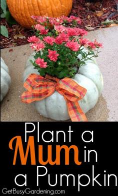 
                        
                            Looking for a cute, inexpensive idea for a fall centerpiece, hostess gift or simple decorations using stuff you grew in the garden? Try making your own mum pumpkin planter. Here are step by step instructions for Planting a Mum in a Pumpkin. | GetBusyGardening.com
                        
                    