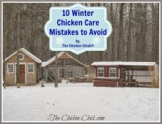 Chickens fare much better in cold temperatures than in hot weather due to their unique physiology and ability to regulate their body temperatures, but they still need our help to create the ideal environment in which to survive winter.