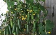 
                        
                            A delicious crop of cucumbers growing vertical in this photo. Click photo for everything you ever wanted to know about growing cucumbers.
                        
                    