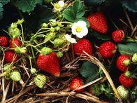 Strawberries are a native American flowering vine that produces the only fruit with seeds on the outside rather than the inside. It is the first fruit to ripen in spring and very popular as a homegrown fruit.