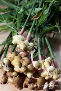 potted ginger harvest - Learn how to grow your own ginger this winter!