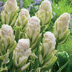 Vanilla Ice Cream Tulip Bulbs to plant for Spring