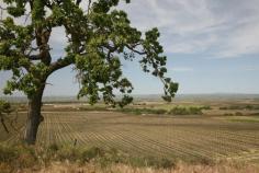 Stop by Steinbeck Vineyards and Winery in Paso Robles on your Coastal California road trip.