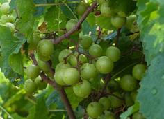 Clemson: growing muscadines