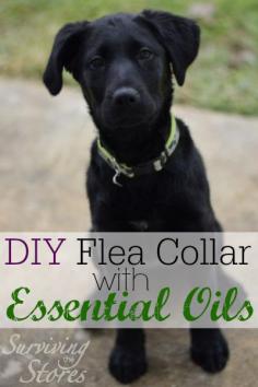 How to make your own non-toxic flea collar for pets with essential oils!!