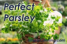 Growing Parsley is Perfect for the Fall Garden. It also means you have fresh parley at hand in your kitchen.