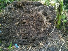 
                        
                            Compost
                        
                    