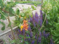 Gardening with the Colour Wheel / Sensible Gardening and Living