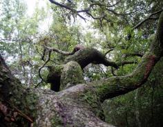 
                        
                            Violet Cury Nature Preserve, acres of wilderness just a few minutes from downtown Tampa, FL.
                        
                    