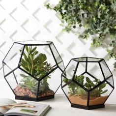 Geodesic Terrariums