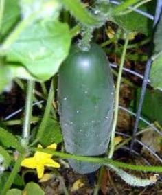 
                        
                            Gardening 101, How To Grow Cucumbers, How To Process Cucumbers, And Medicinal Properties Of Cucumbers
                        
                    
