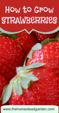 
                        
                            Learn how to grow strawberries in this post. These sweet, popular fruit can easily grow in most gardens, so long as the correct care is given to them.
                        
                    