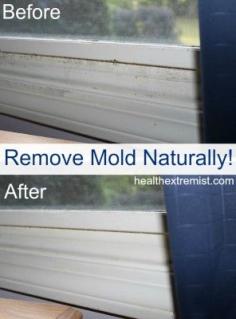 
                        
                            The Homestead Survival | 3 Ways to Get Rid of Mold Naturally | Cleaning - Household - Homesteading - thehomesteadsurvi...
                        
                    