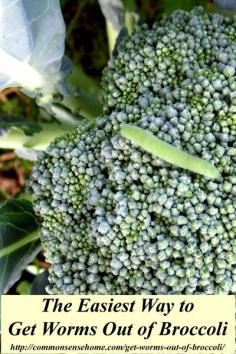 
                        
                            The Easiest Way to Get Worms Out of Broccoli #natural #hacks #gardening
                        
                    