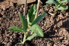 
                        
                            How to grow broad beans - London Herb Garden
                        
                    