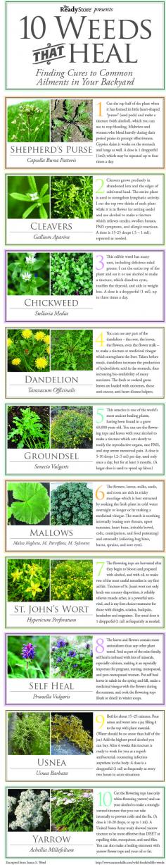 This is a great graphic on how weeds – found in your own yard – can be used to help heal sicknesses, burns, sores and other ailments. 10 Common Weeds that Can Heal You