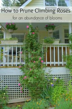 Prune Climbing Roses, FlowerPatchFarmho...