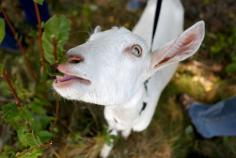 #goatvet likes this idea- taking goats to a public library (outside only) to promote the use of goats for clearing up weeds