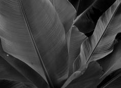 Banana Foliage and Texture Photograph