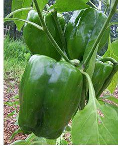 
                        
                            1tsp epsom salt in 4 c warm water....spray on plant and then 10 days later.  produces more fruit due to boost of magnesium... especially for tomatoes, peppers and roses
                        
                    