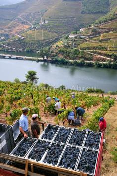 Port Wine Grape harvest along the Douro river, near Covelinhas. Alto Douro - Portugal | UNESCO World Heritage Site