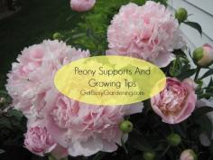 
                        
                            I know it seems like a weird time to be thinking about peonies but here's a bit of advice. Cutting peonies back in the fall and adding supports will give your garden a head start for early spring. Read more about Peony Supports And Growing Tips | GetBusyGardening.com
                        
                    