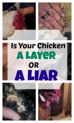 
                        
                            How do you know if you have a chicken that is still laying? Here's how to tell if a chicken is still laying or is a liar.
                        
                    