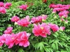 What are the perennial plants of flowerbed?: What are the  perennial plants of flowerbed?      ...http:/...