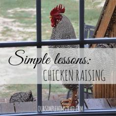 Simple Lessons: Chicken Raising - I remember the first time I went to my hubby and told him I wanted to raise chickens.  We were living in the city, with neighbors right on top of us and a postage stamp for a backyard.  To say the least, he laughed! oursimplehomestea... #chickens