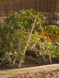 
                        
                            You can grow great squash up on a A Frame support like in the photo. Be sure to build a secure heavy duty frame for squash plants though. CLICK THE PHOTO for some great vertical garden ideals.
                        
                    