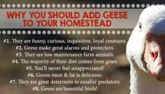
                        
                            Homestead Geese - Which Goose Breed Should I Get? When Should You Get Geese? What Do Geese Need for Shelter & Food? Are Geese Aggressive?
                        
                    