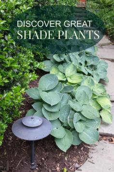 
                        
                            There are absolutely beautiful plants for shade. Hostas, Hydrangea, Lirope...just to name a few. Discover how you can create an exciting shade garden. www.landscape-des...
                        
                    