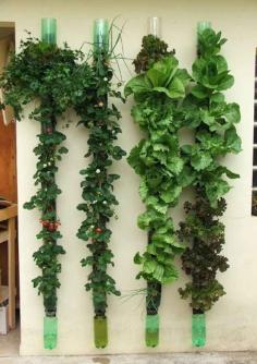 
                        
                            Vertical Veggie Garden  looks like a great idea
                        
                    