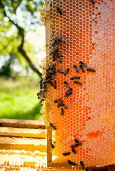 
                        
                            Beekeeping for Beginners - Gardening - Mother Earth Living
                        
                    