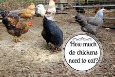 How much food does a chicken need per day? The answer varies with conditions, breed, weather and how much foraging is available. Chickens eat all day long.