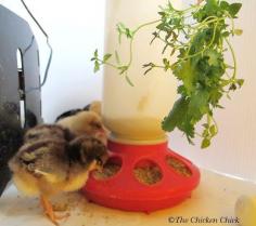 
                    
                        Every new chicken-keeper wants to know how soon fluffy babies can eat treats.  The answer is: any time BUT, if they are fed anything besides starter feed, they will need grit (tiny bits of sand/dirt) to aid in digestion.
                    
                