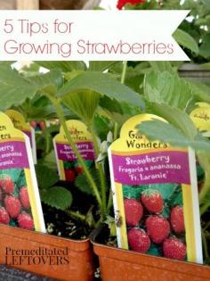 5 Tips for Growing Strawberries - Strawberries can be quite easy to grow if you just follow a few important tips.
