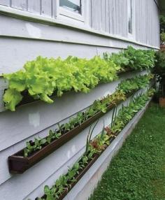 
                    
                        A vertical garden made from gutters. --great idea for space saving
                    
                