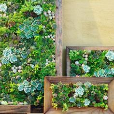 How to Make Vertical Succulent Gardens - Sunset