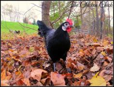 
                        
                            Margarita, Black White Faced Spanish pullet at The Chicken Chick®
                        
                    