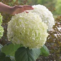 Garden hydrangea | What to Plant in the Shade - Sunset