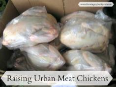 Raising Urban Meat Chicken @ Farming My Backyard