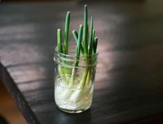 
                    
                        Here are 10 vegetables and herbs you can buy once and regrow forever. - Imgur  - Outdoor Ideas
                    
                