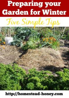 
                    
                        Prepare your garden for winter with these five easy tips!  | Homestead Honey  homestead-honey.com
                    
                