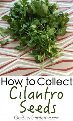 Fall is a busy time of year for this gardener, and collecting cilantro seeds is high on my list. Here's How To Collect Cilantro Seeds | GetBusyGardening.com