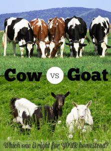 
                    
                        The Homestead Survival | Cow vs. Goat: How to Decide on a Homestead Dairy Animal | thehomesteadsurvi...
                    
                