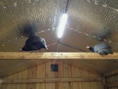 
                    
                        coop ceiling insulation
                    
                