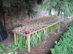 Drying Onions-