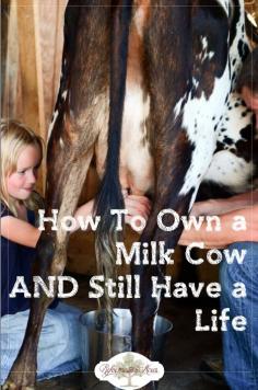 
                        
                            One of the most common deterrents to owning a family dairy cow (or goat) on the homestead is the notion that you'll be tied down twice a day milking, but is that really true? Here's how to milk a cow AND still have a life!
                        
                    